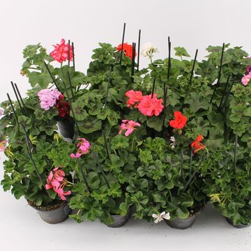 Pelargonium PELTATUM MIX