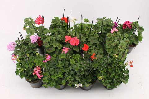 Pelargonium PELTATUM MIX