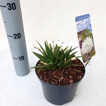 x Rhodoxis FAIRY SNOW