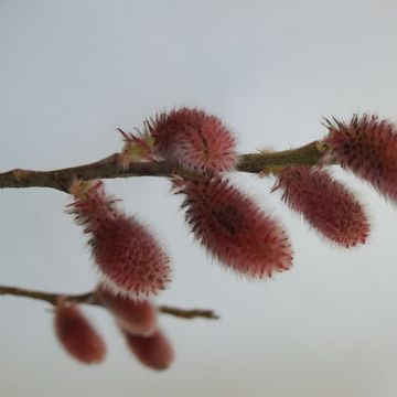 Salix gracilistyla 'Mt. Aso'