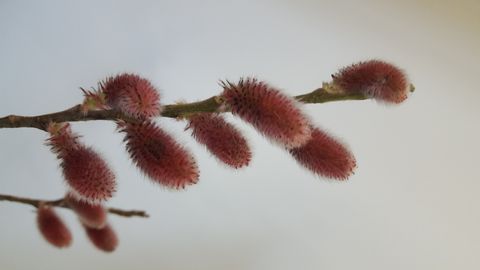 Salix gracilistyla 'Mt. Aso'