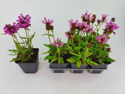 Prunella grandiflora