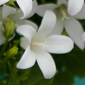 Campanula portenschlagiana AMBELLA WHITE