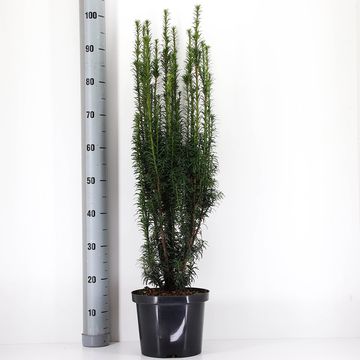 Taxus baccata 'Fastigiata'