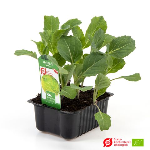 Brassica oleracea capitata var. alba