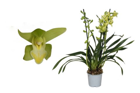 Cymbidium GREEN ARROW