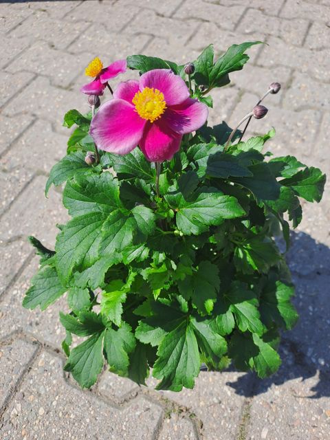 Anemone hupehensis 'Splendens'