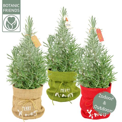 Lavandula angustifolia