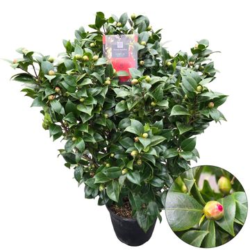 Camellia japonica 'Dr. King'