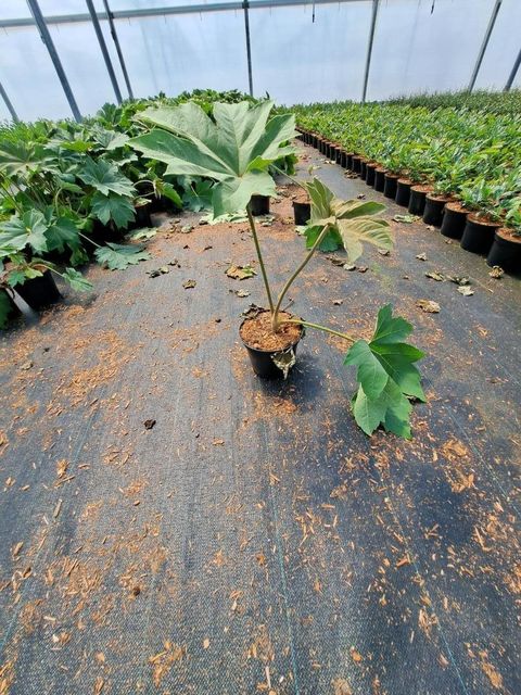 Tetrapanax papyrifer 'Rex'