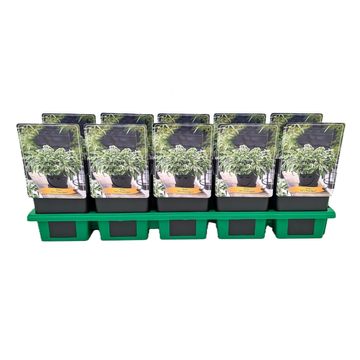 Hosta 'Let's Twist Again'