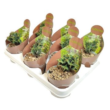 Crassula pyramidalis x congesta