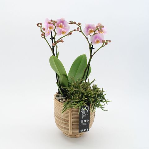 Arrangement Phalaenopsis