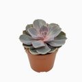 Echeveria 'Perle von Nürnberg'