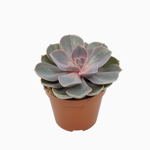 Echeveria 'Perle von Nürnberg'