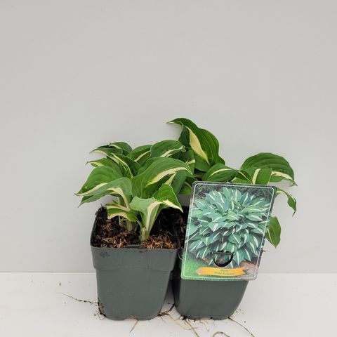 Hosta 'Risky Business'