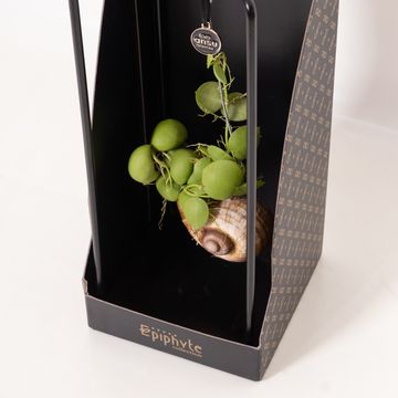 Dischidia nummularia