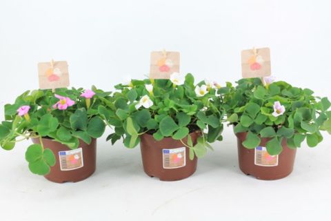 Oxalis 'Odalia Rosa'