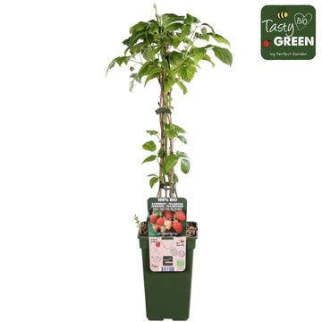 Rubus idaeus 'Malling Promise'