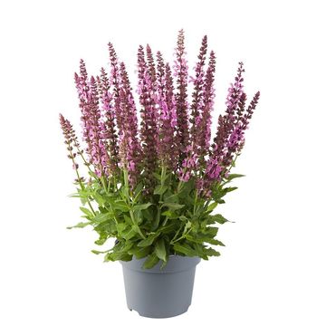 Salvia nemorosa SENSATION DEEP ROSE
