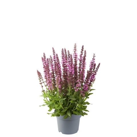 Salvia nemorosa SENSATION DEEP ROSE