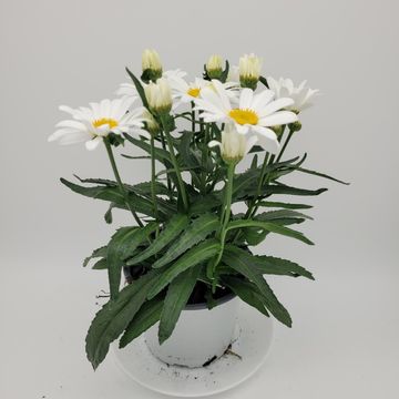 Leucanthemum WESTERN STAR LEO