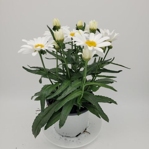 Leucanthemum WESTERN STAR LEO