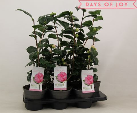 Camellia japonica 'Bonomiana'