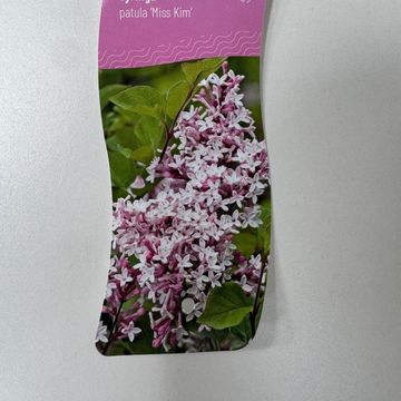 Syringa patula 'Miss Kim'