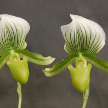 Paphiopedilum Maudiae 'Charlotte'