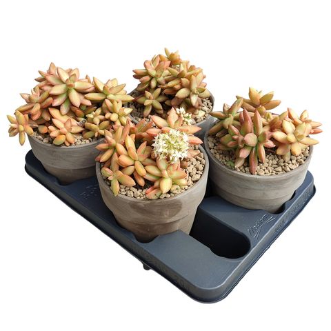 Sedum nussbaumerianum