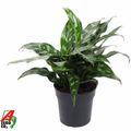 Aglaonema 'Maria'