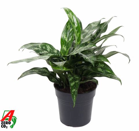 Aglaonema 'Maria'