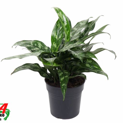 Aglaonema 'Maria'