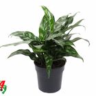 Aglaonema 'Maria'