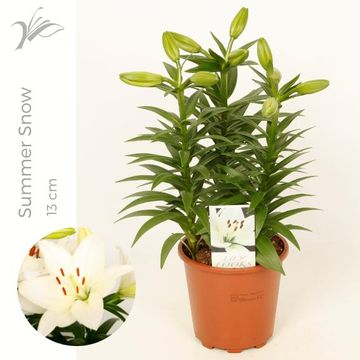 Lilium 'Summer Snow'