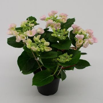 Hydrangea macrophylla HOVARIA HOBELLA