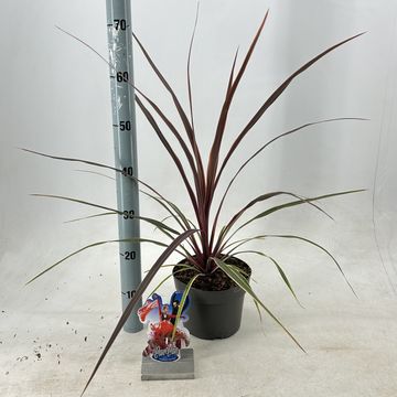 Cordyline australis 'Can Can'