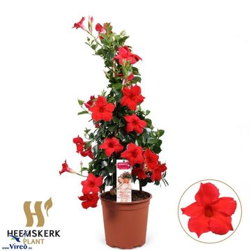 Mandevilla DIAMANTINA TOPAZE VERMILLION