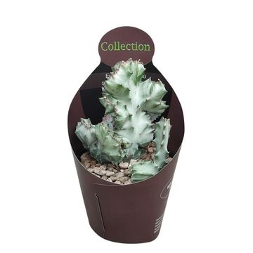 Euphorbia lactea 'White Ghost'