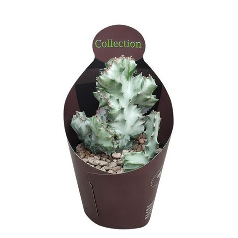 Euphorbia lactea 'White Ghost'