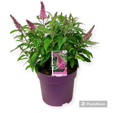 Buddleja davidii BUTTERFLY CANDY LITTLE PINK