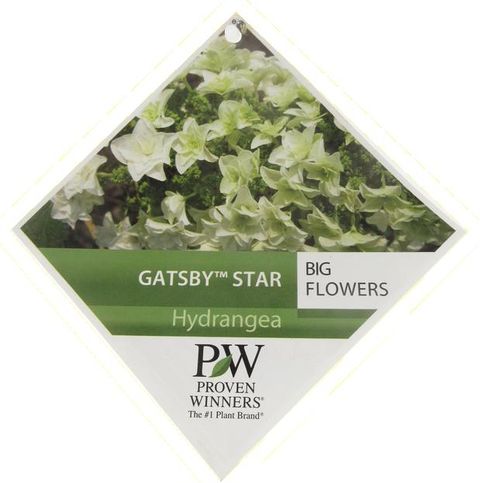 Hydrangea quercifolia GATSBY STAR