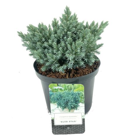 Juniperus squamata 'Blue Star'