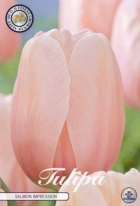Tulipa 'Salmon Impression'