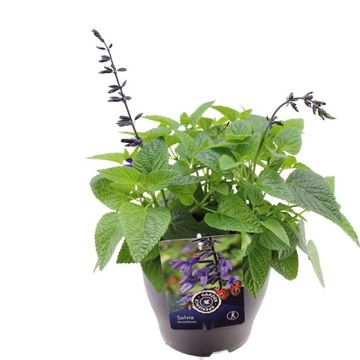 Salvia 'Black & Bloom'