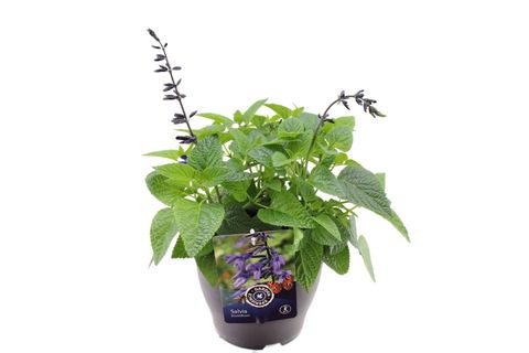 Salvia 'Black & Bloom'