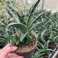 Aloe variegata