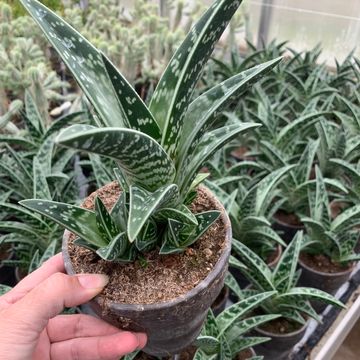 Aloe variegata