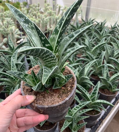 Aloe variegata